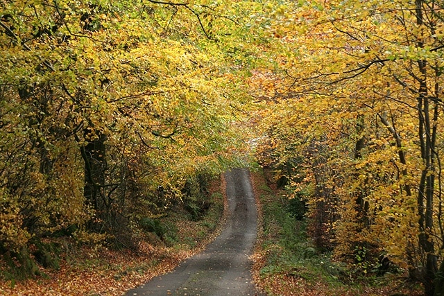 Buckland St Mary: near Beeches Farm By Staple Hill. Looking south on the lane to Howstead