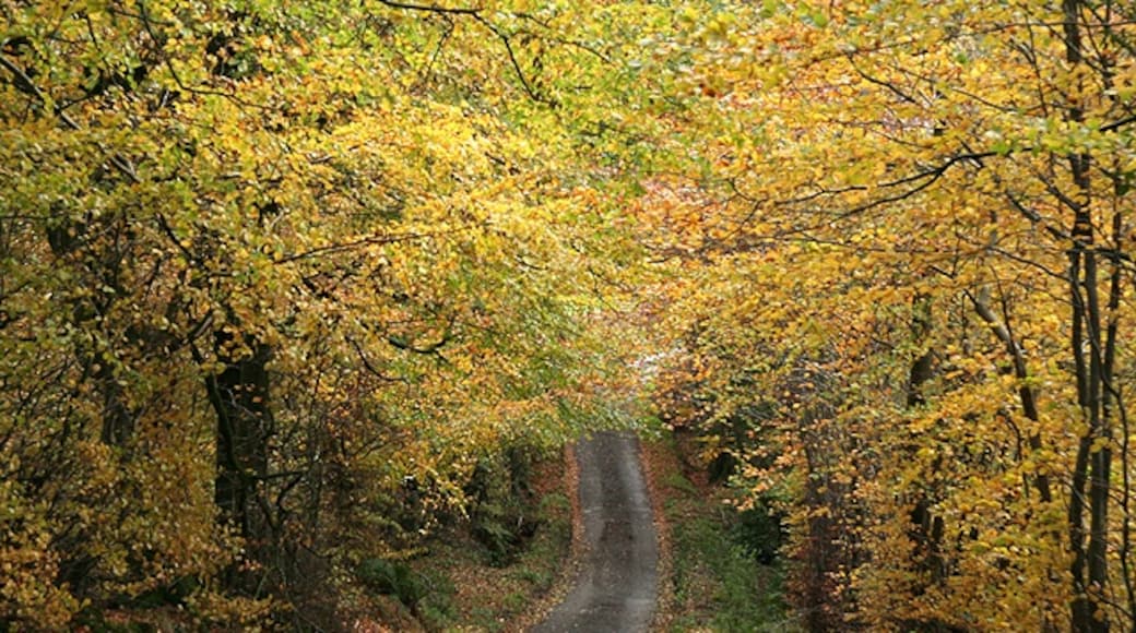Foto "Buckland St Mary" de Martin Bodman (CC BY-SA) / Recortada do original