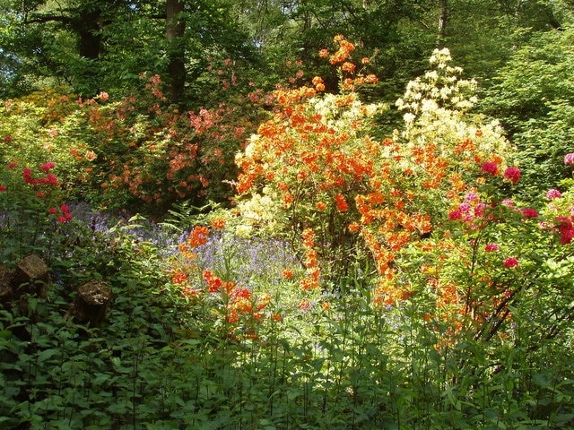 Azaleas and bluebells in Isabella Plantation An excellent time of year to visit this wood in Richmond Park which seems wild but is carefully maintained.