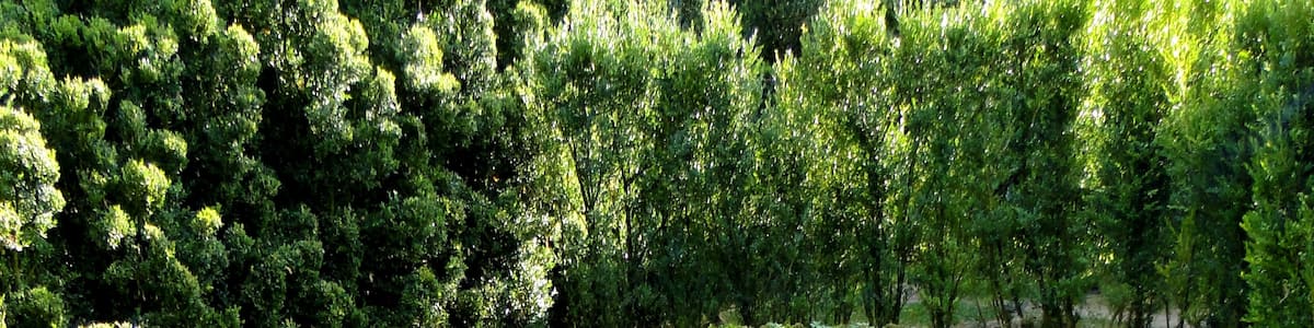 Photo "Pazo de Oca" by santiago lopez-pastor (Creative Commons Attribution-Share Alike 2.0) / Cropped from original