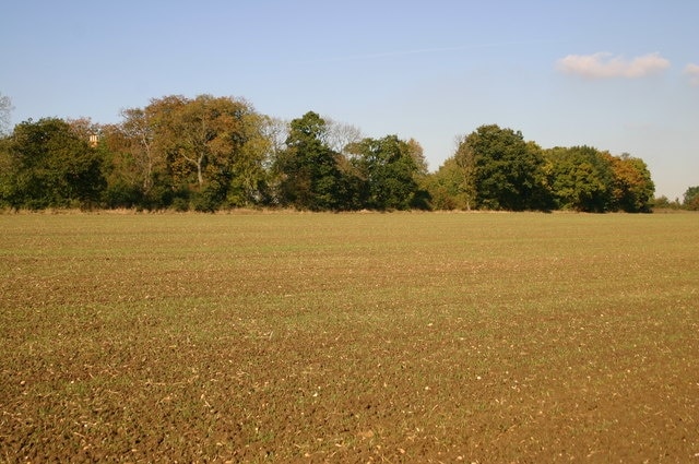 Field at the edge of Honeyhill Wood Field at the edge of Honeyhill Wood with Tilbrook Bushes Farm chimney seen between the trees