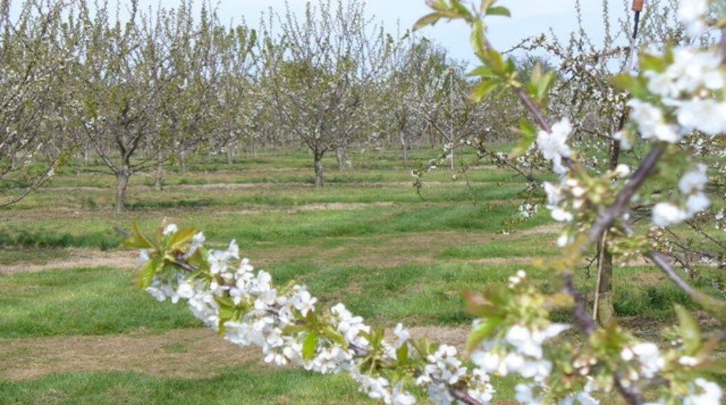 Photo "Coxheath" by Colin Smith (CC BY-SA) / Cropped from original