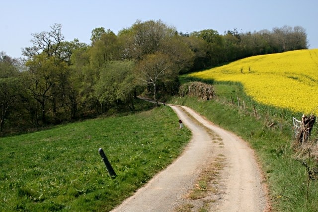 Approaching Leigh Plantation The field on the right has the unmistakable yellow of oilseed rape in flower.