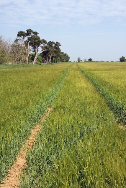 Foto „Ramsholt“ von Bob Jones (CC BY-SA)/zugeschnittenes Original