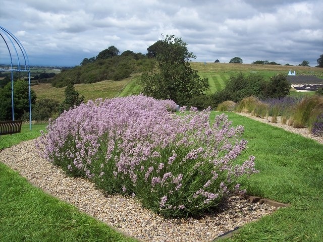 Lavender in the Howardian Hills The resurgent interest in natural remedies has revived lavender's popularity.