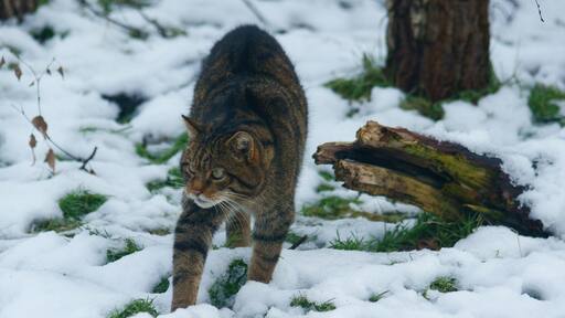 Photo "New Chapel" by Peter Trimming (CC BY) / Cropped from original