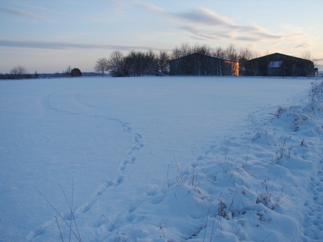 Foto „Silk Willoughby“ von Ian Paterson (CC BY-SA)/zugeschnittenes Original