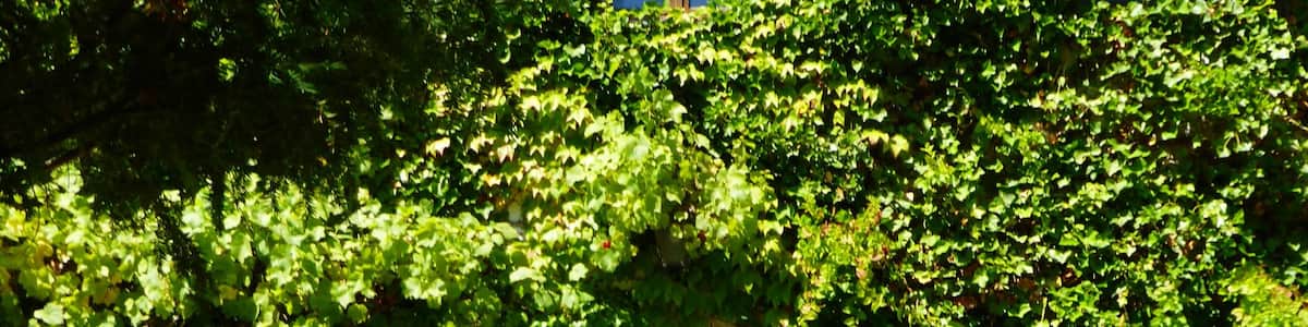 Photo "Schloss Seibersdorf (Eingangsportal)" by luckyprof (Creative Commons Attribution-Share Alike 3.0) / Cropped from original