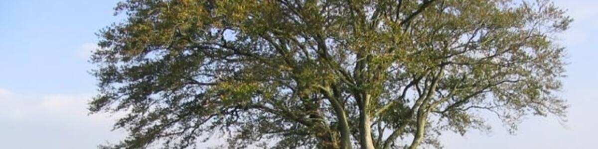 Photo "Pasture field near Scaleridge" by Walter Baxter (Creative Commons Attribution-Share Alike 2.0) / Cropped from original