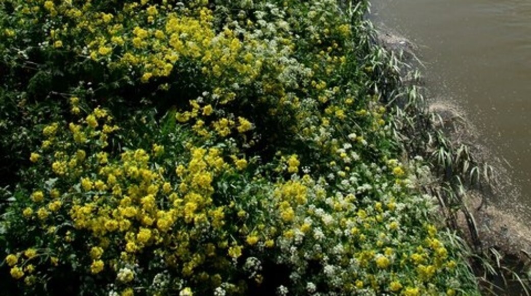 Foto "Toynton San Pedro" por Dave Hitchborne (CC BY-SA) / Recortada de la original