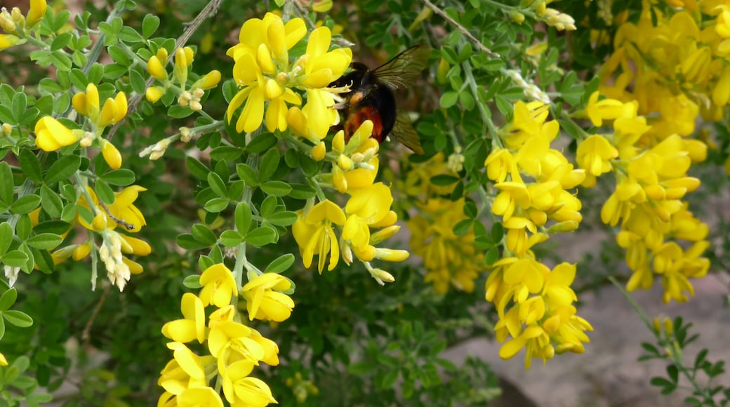 Genista canariensis L.