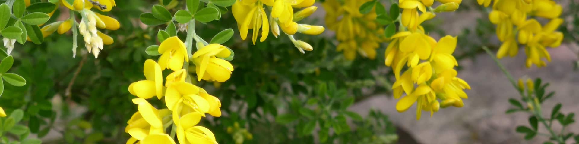 Genista canariensis L.
