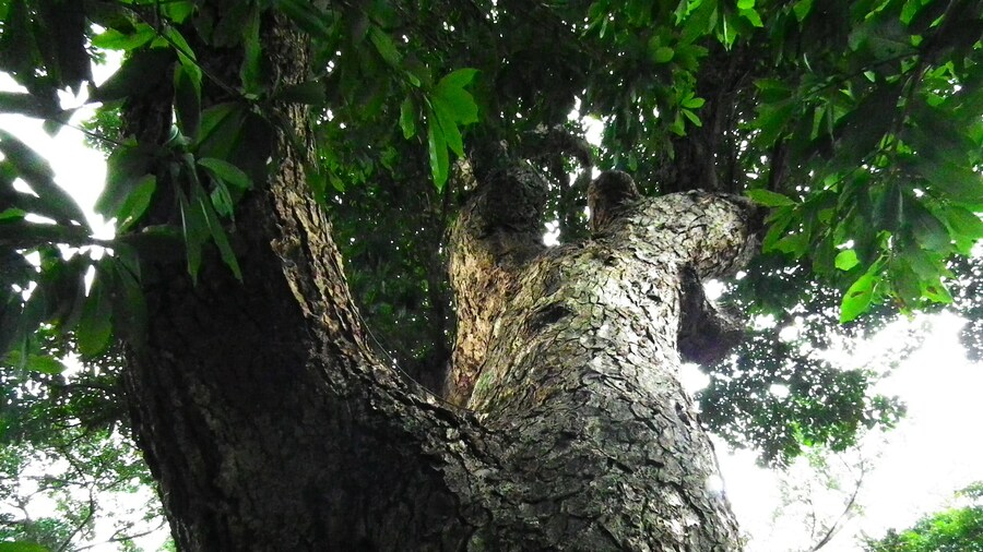 Photo "老樹 Old Tree" by lienyuan lee (Creative Commons Attribution 3.0) / Cropped from original
