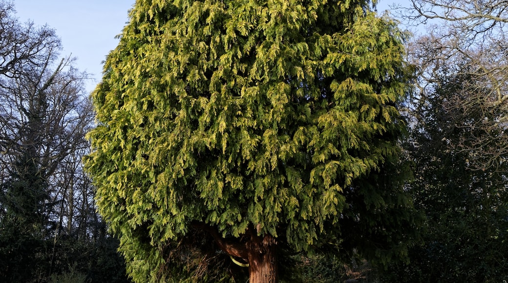 Bildet «Theydon Bois» tatt av Acabashi (CC BY-SA) / originalbilde beskjært