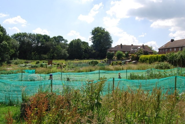 Cowden Allotments (2)