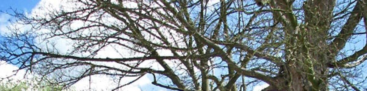 Photo "Public telephone box Beside The Street. Matlaske is situated at the southeastern edge of Barningham Hall and Park, and many villagers would have worked for the estate at some time in the past. A number of fine old brick and flint cottages line The Street, the main thoroughfare through the village." by Evelyn Simak (Creative Commons Attribution-Share Alike 2.0) / Cropped from original