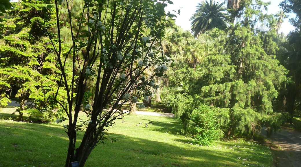 Foto ‘Botanische tuin van Napels’ van Daniel Ventura (CC BY-SA) / bijgesneden versie van origineel