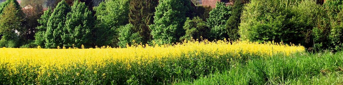Photo "Fremersdorf (Rehlingen-Siersburg), view the village church" by Dguendel (page does not exist) (Creative Commons Attribution 3.0) / Cropped from original