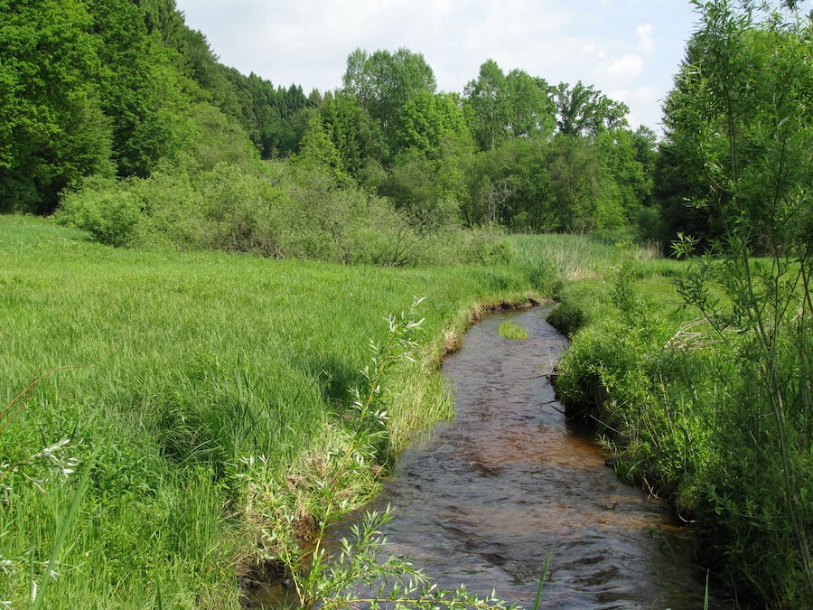 Der Lüßbach oberhalb von Martinsholzen.