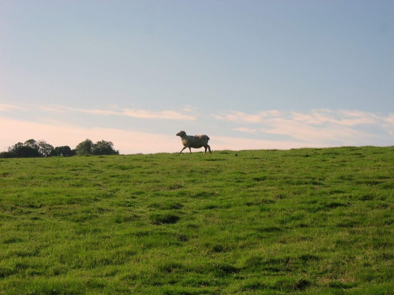 Photo "Rye Foreign" by Jean Marc Gfp (CC BY) / Cropped from original