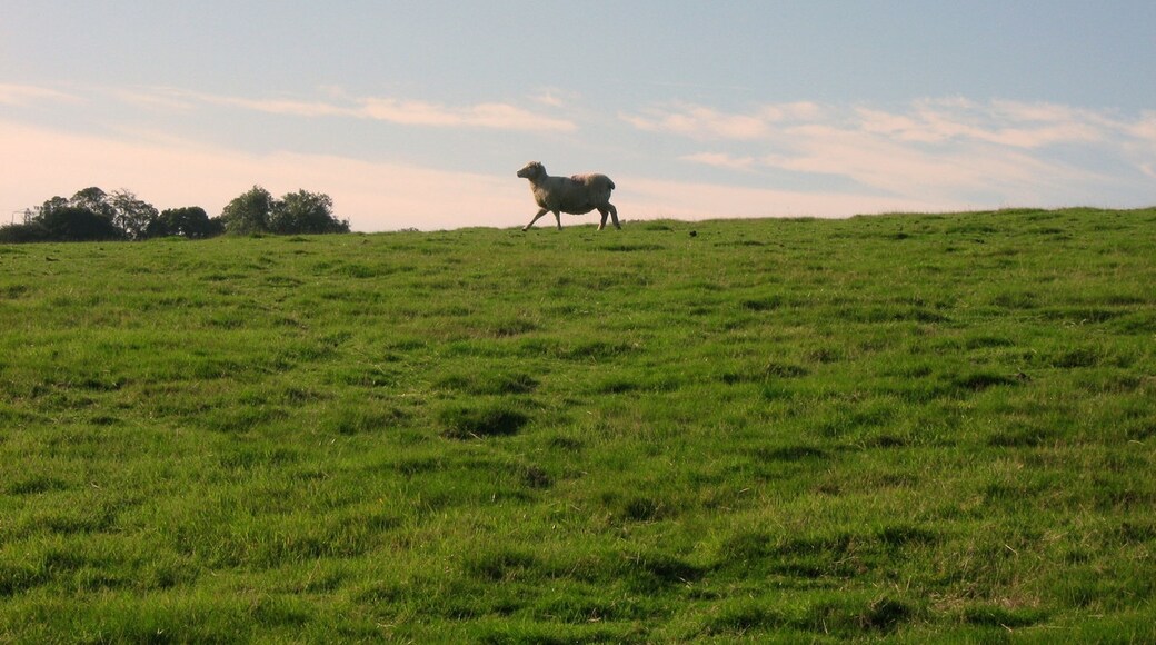 Photo "Rye Foreign" by Jean Marc Gfp (CC BY) / Cropped from original