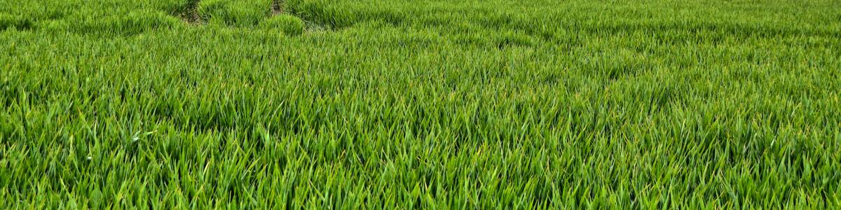 Photo "Oberholz, FFH 4740-301 Oberholz und Störmthaler Wiesen (Oberholz and Störmthal meadows), Oberholz, Großpösna-Störmthal, view of the forest area with deerstands" by Jo Atmon (Creative Commons Attribution-Share Alike 4.0) / Cropped from original