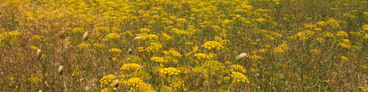 Photo "Parque Natural Sierra de las Nieves" by Meho29 (Creative Commons Attribution-Share Alike 3.0) / Cropped from original