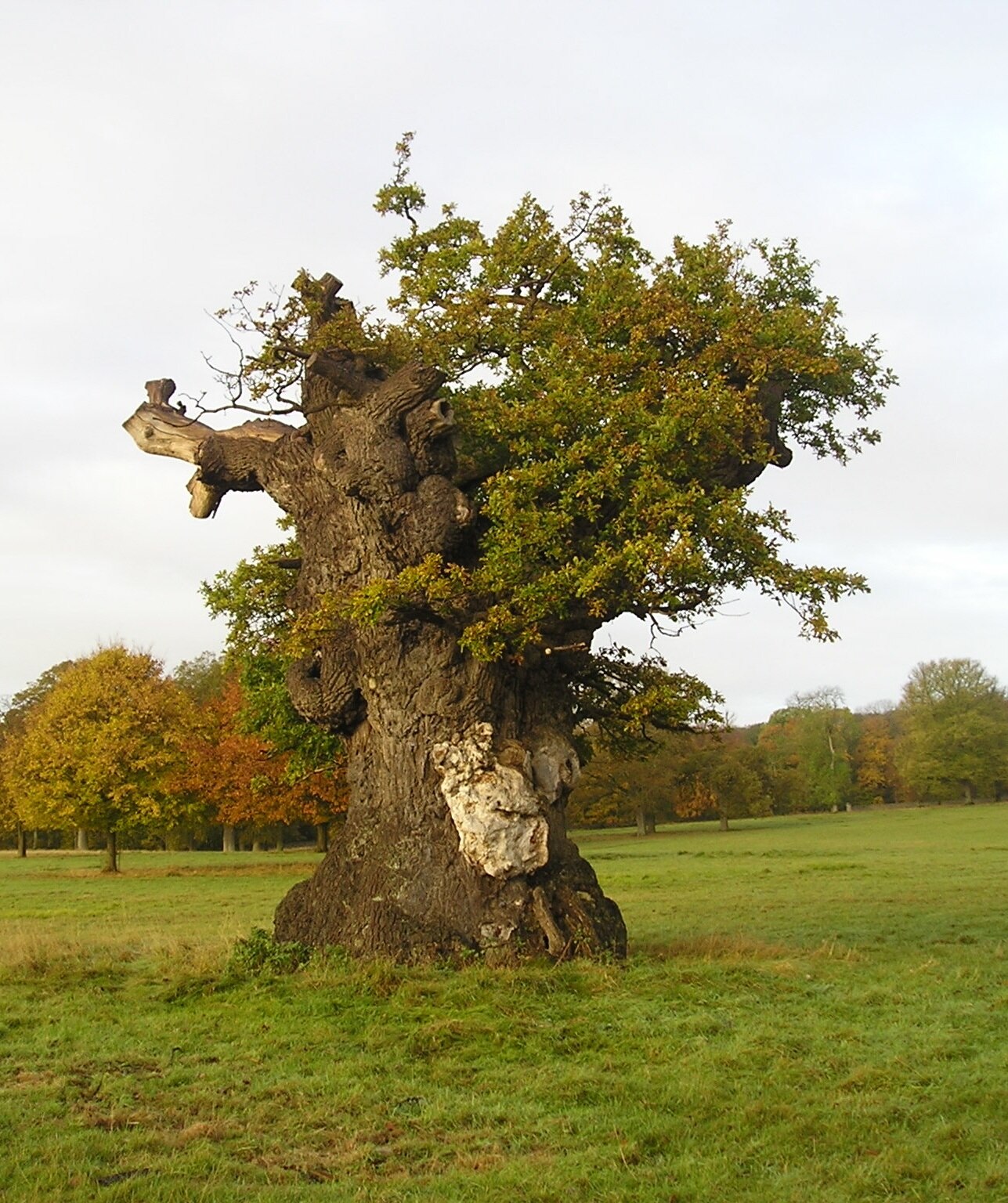 Ảnh "Cornbury and Wychwood" của john shortland (CC BY-SA) / Cắt từ ảnh gốc