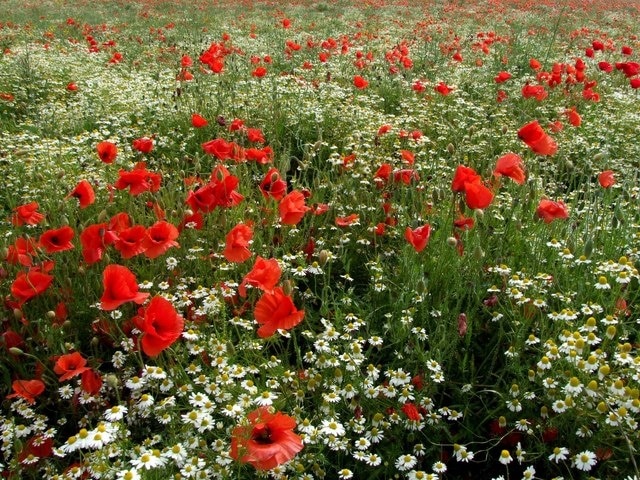 Foto “Keal Oeste” tomada por Dave Hitchborne (CC BY-SA); recorte de la original