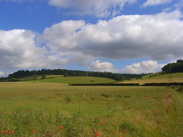 Farmland, Charlton A crop of oil-seed rape beneath the downs just to the east of the village.