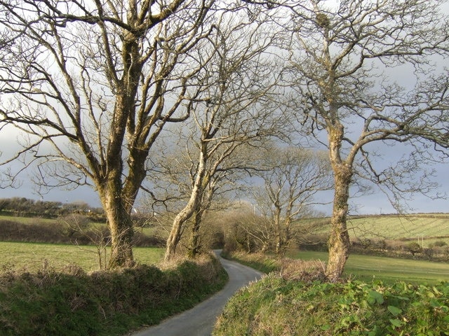 Lane and trees at Halvasso A typical Cornish lane on a March afternoon.