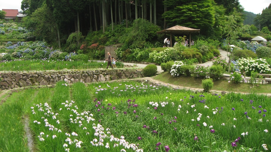 Photo "Hananosato-Takidani Japanese Iris Garden, Date taken(YYYY-MM-DD): 2010-06-27 Place taken: Hananosato-Takidani, Murō, Uda, Nara, Japan." by Hamachidori (Creative Commons Attribution-Share Alike 3.0) / Cropped from original