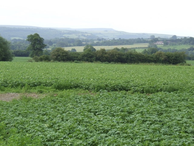 Potato country The Wye valley is a fertile location for a maturing potato crop. In the distance are Hay Bluff and Twmpa.