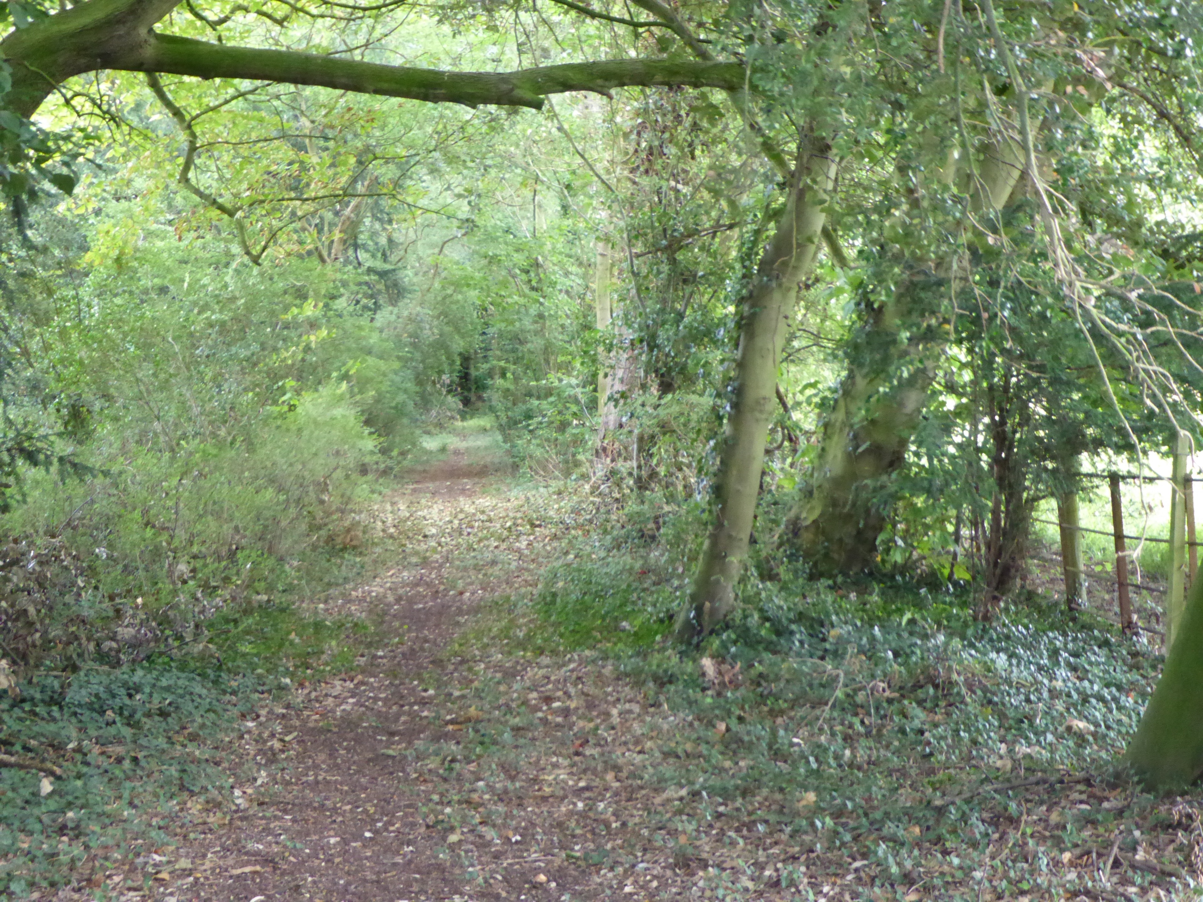 Foto "Great Ashfield" de Dudley Miles (CC BY-SA) / Recortada do original