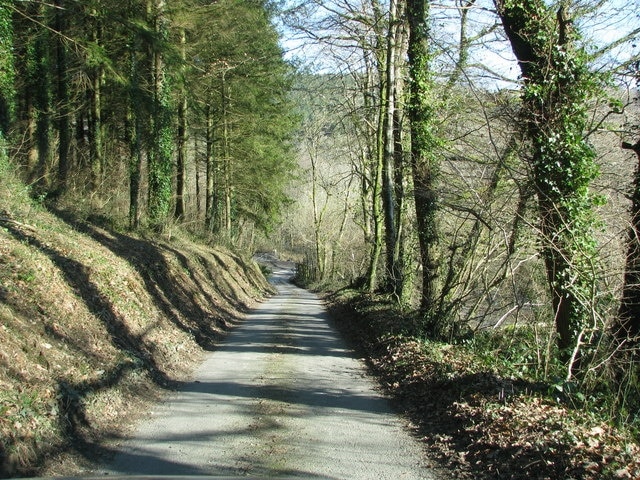 Minor road drops through the woods towards Collard Bridge