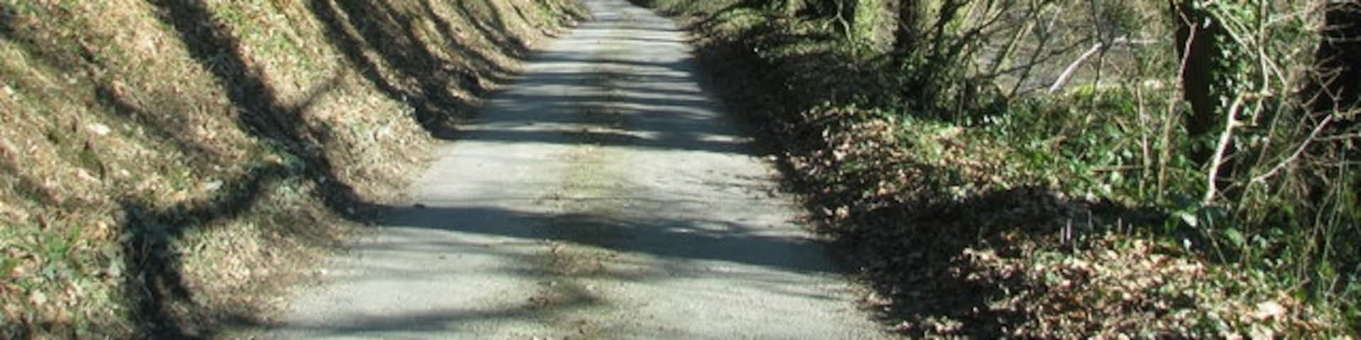 Minor road drops through the woods towards Collard Bridge