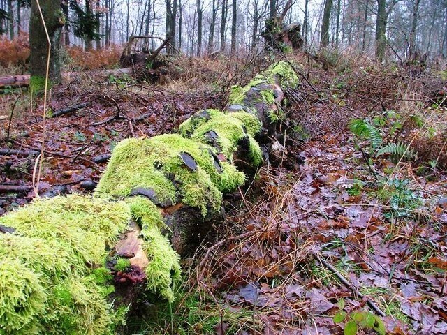 "Neder Silton"-foto av Mick Garratt (CC BY-SA) / Urklipp från original