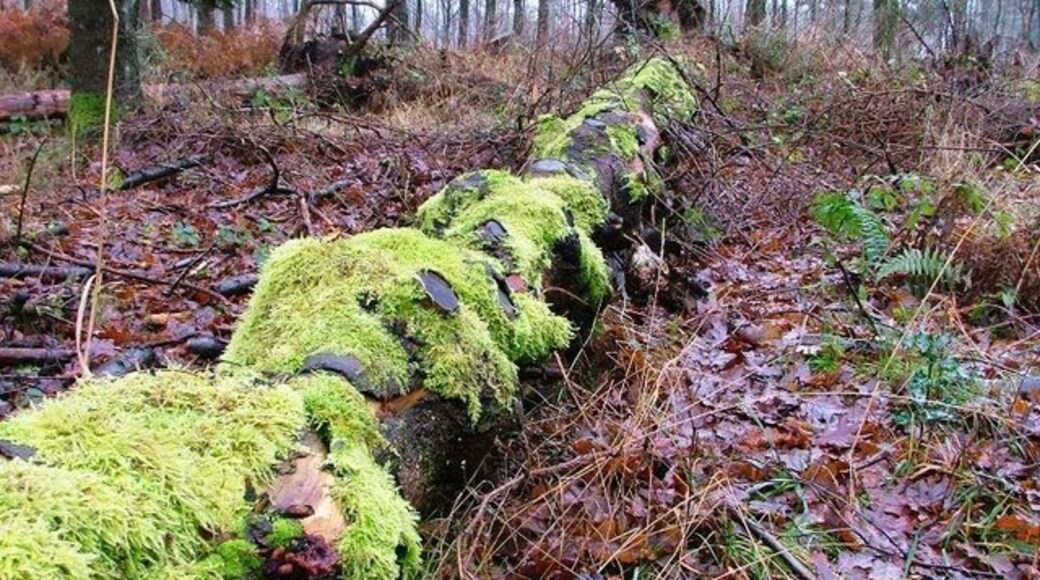 "Neder Silton"-foto av Mick Garratt (CC BY-SA) / Urklipp från original