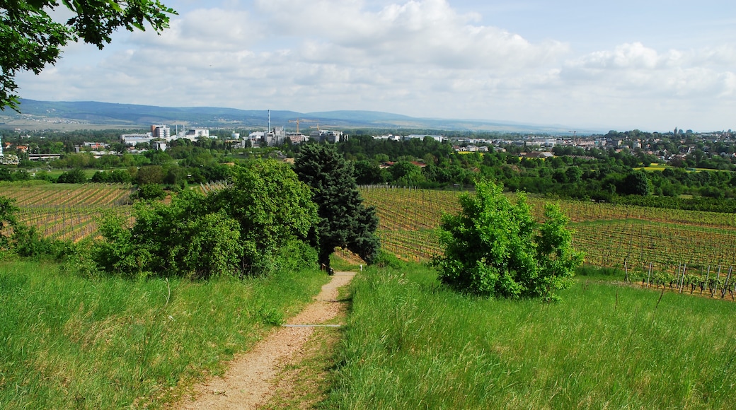 Foto „Ingelheim am Rhein“ von Aidexxx (CC BY-SA)/zugeschnittenes Original