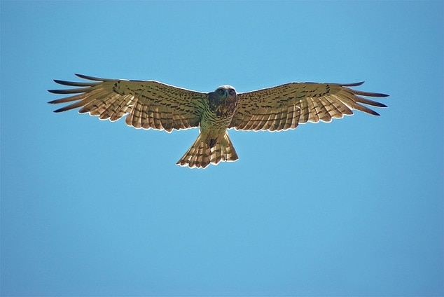 Circaetus gallicus, Loza, Navarre, Spain.