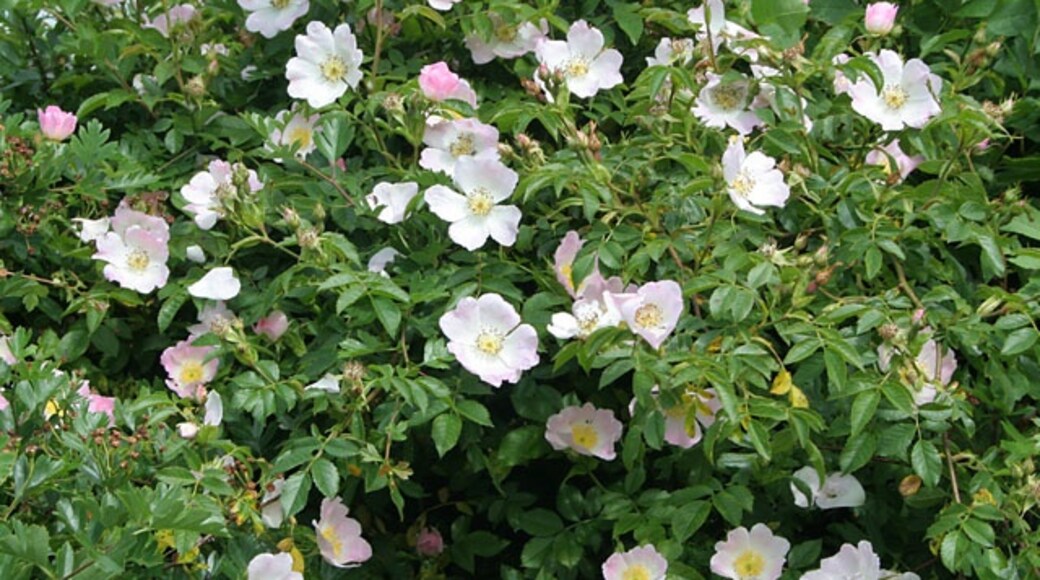 Billede "Scothern" af Kate Jewell (CC BY-SA) / beskåret fra det originale billede