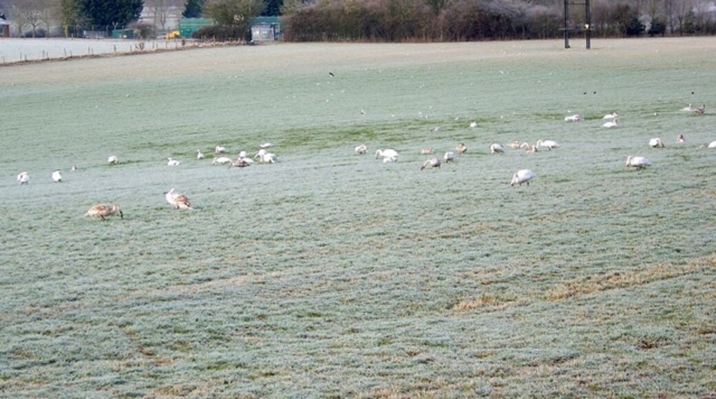 Photo "Tarrant Crawford" by Trish Steel (CC BY-SA) / Cropped from original