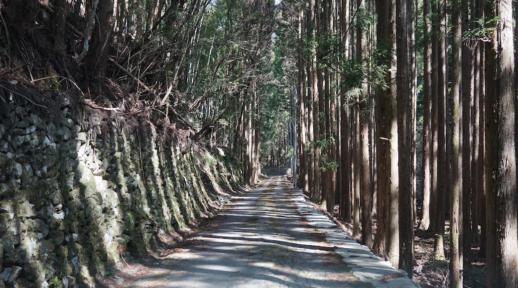 Foto „Geisei“ von r18 INO (PACHIMO) (CC BY)/zugeschnittenes Original
