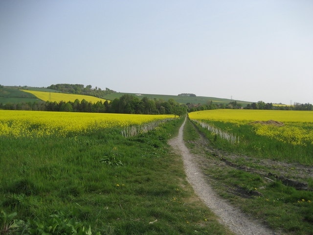 Path to Roundway. Wessex Ridgeway crossing a field of rape before ascending Roundway Hill. The Millennium White Horse can be seen on the escarpment ahead.