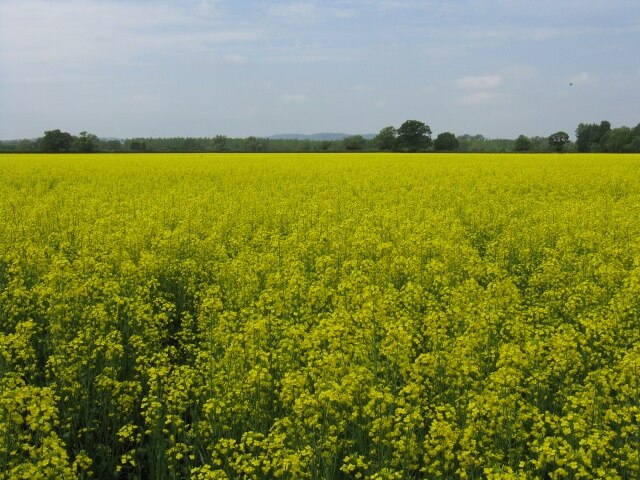 Rapeseed Ocean