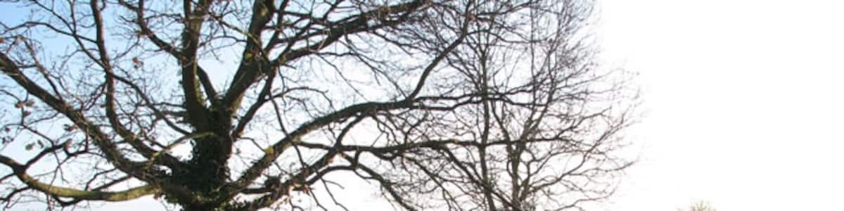 Photo "Tree trunk across drainage ditch A tree trunk has been put across the ditch; I am not sure whether it is meant to serve as a footbridge since no path is crossing here." by Evelyn Simak (Creative Commons Attribution-Share Alike 2.0) / Cropped from original