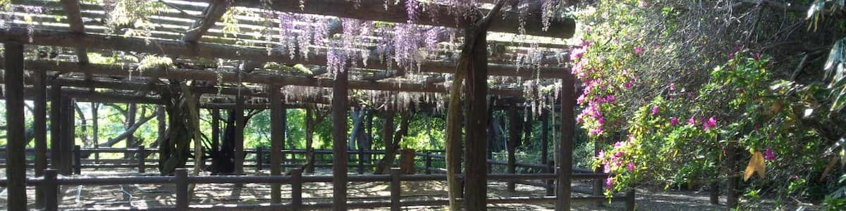 Photo "The Japanese wisteria of Moritsu village since 1647. 607-14choume Moritsu Yatomi city Aichi Pref.Japan" by 椙元舟 (page does not exist) (Creative Commons Attribution-Share Alike 3.0) / Cropped from original
