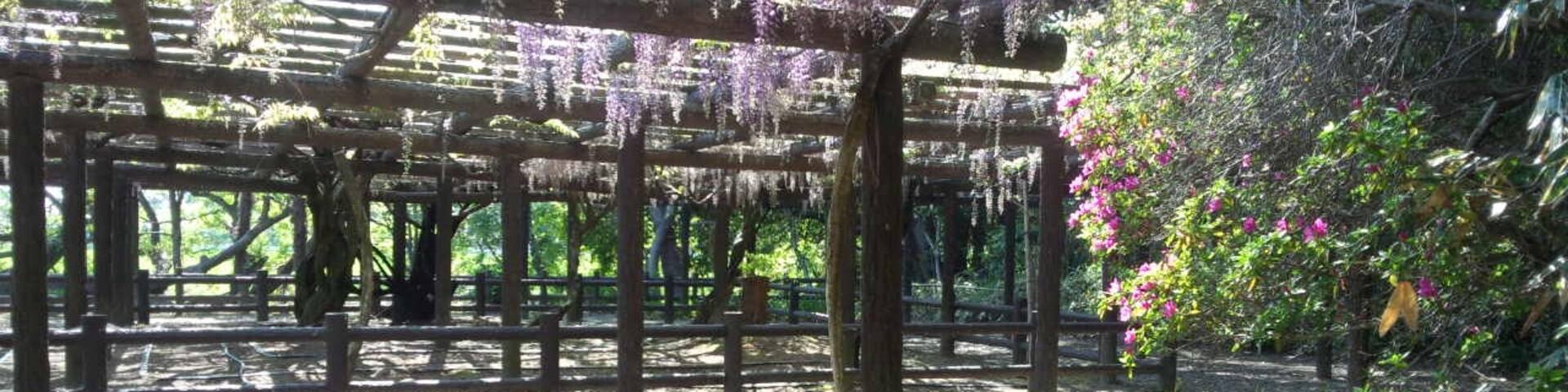 The Japanese wisteria of Moritsu village since 1647. 607-14choume Moritsu Yatomi city Aichi Pref.Japan