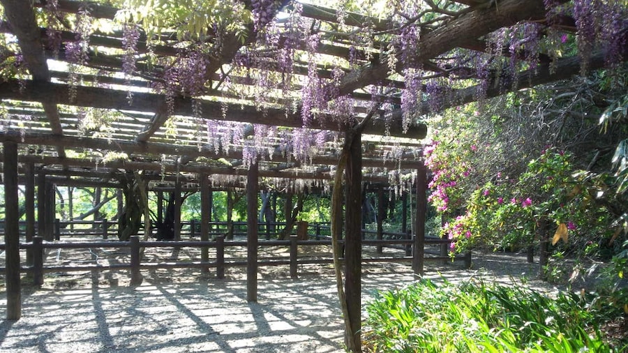 Photo "The Japanese wisteria of Moritsu viｌｌage since　1647. 607-14choume Moritsu Yatomi city Aichi Pref.Japan" by 椙元舟 (page does not exist) (Creative Commons Attribution-Share Alike 3.0) / Cropped from original
