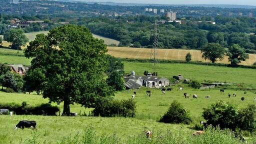 Kuva ”Frankley” käyttäjältä Tanya Dedyukhina (CC BY) / rajattu alkuperäisestä kuvasta